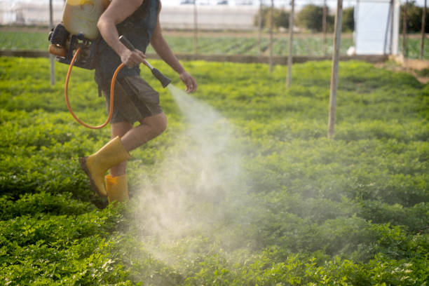Best Local Pest Control Services  in Auberry, CA
