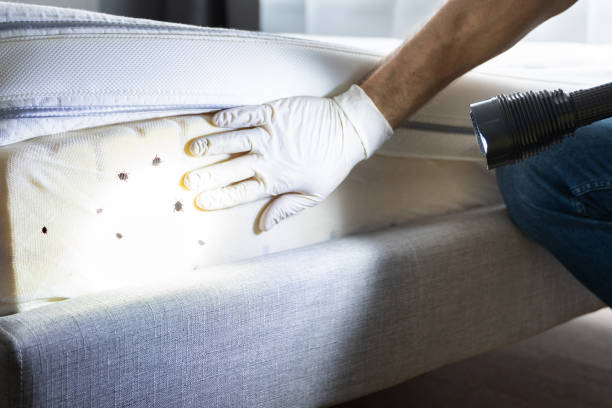 Best Flea Control Services  in Auberry, CA
