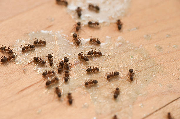Best Wildlife Control Services  in Auberry, CA