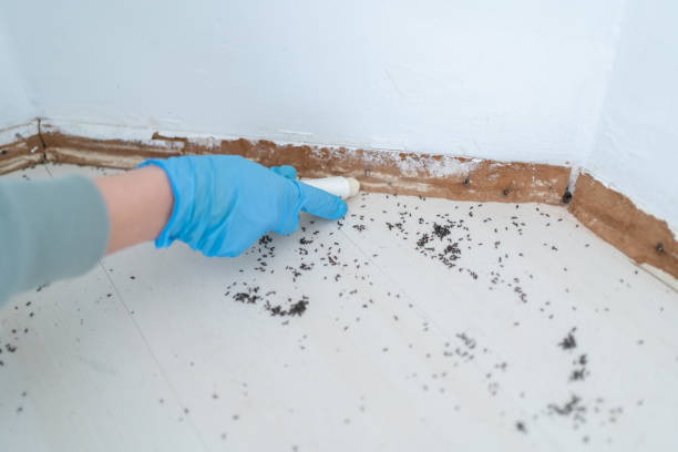 Best Best Pest Control Companies  in Auberry, CA