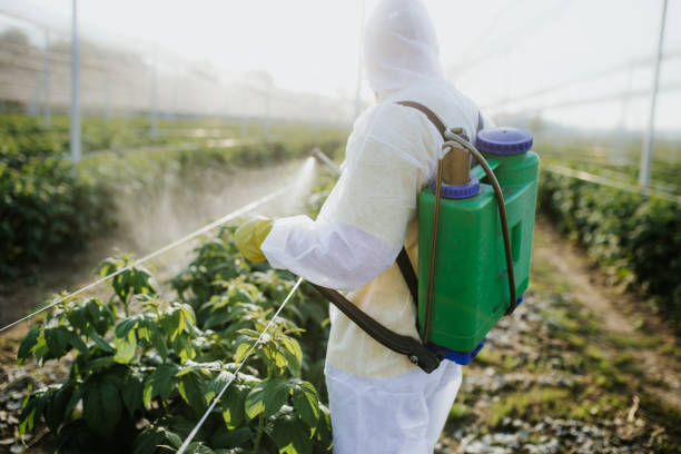 Best Emergency Pest Control  in Auberry, CA